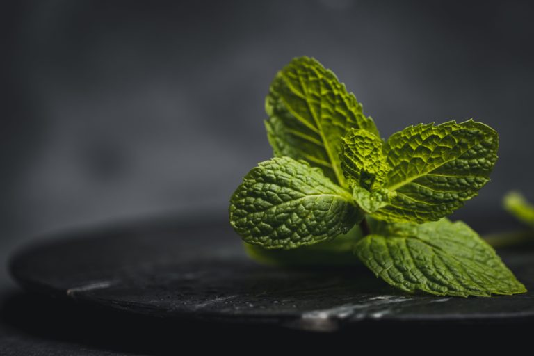 LCM - Menthe Poivree - Belle plante